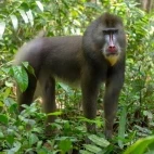 Mandrill in Gabon