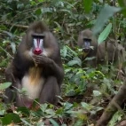 Mandrills in Gabon