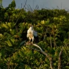Palm-nut vulture in Gabon