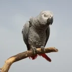 African grey parrot in Gabon