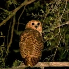 Pel's fishing owl in Gabon