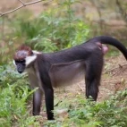 Red-capped mangabey in Gabon