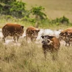 Red river hogs in Gabon