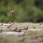 Rosy bee-eaters in Lopé National Park, Gabon