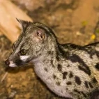 Rusty-spotted genet in Gabon