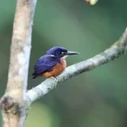 Shining-blue kingfisher in Gabon