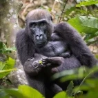 Western lowland gorilla with infant, in Gabon