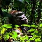 Western lowland gorilla in Gabon