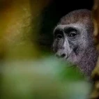 Western lowland gorilla in Gabon
