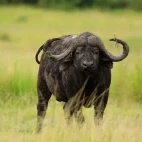 A buffalo in Kenya.