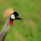 Red-crowned crane in Kenya.