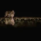 Caracal at night.