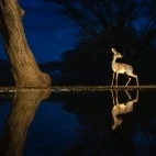 Dik dik at night.