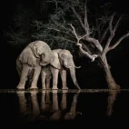 Elephants by the water.