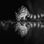 View of a genet from the hide in Kenya.