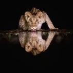 Young lion by the water in Kenya.