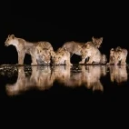 Pride of lions at night.