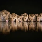 View of a pride of lion drinking, captured from the hide.