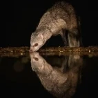 Banded mongoose at night.