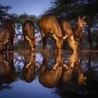 A herd of waterbuck drinking.