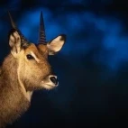 Image of a male waterbuck at night.