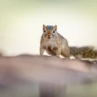 Unstriped ground squirrel in Kenya.