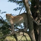 A leopard in a tree, Kenya.