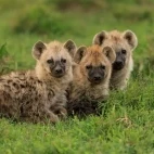 Trio of young hyena in Kenya.