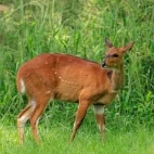 A female busknuk in Kenya.