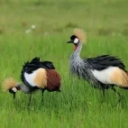 A pair of grey-crowned cranes in Kenya.