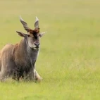 A resting eland in Kenya.