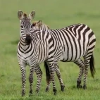 A pair of zebra in Kenya.