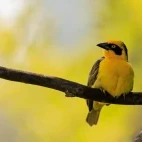 A baglafecht weaver on a branch, Kenya.