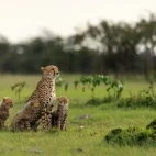 A cheetah family in Kenya.