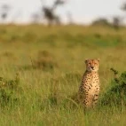 Cheetah in the morning sun, Kenya.
