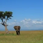 An elephant and mousebirds in Kenya.