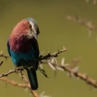 A lilac-breasted roller in Kenya.