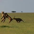 Lions playing, in Kenya.
