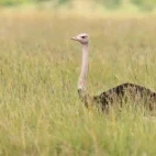 An ostrich in long grass, Kenya.