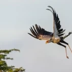 Secretary bird in flight, Kenya.