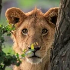 A young male lion in Kenya.