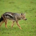 A side-striped jackal in Kenya.