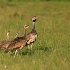 A group of white-bellied bustards in Kenya.