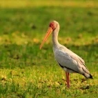 Yellow-billed stork in Kenya.