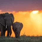 Elephant & baby in Kenya