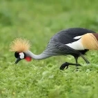 Grey-crowned crane in Kenya