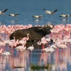 Buffalo and flamingos in Lake Nakuru National Park, Kenya