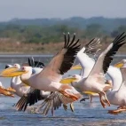 Pelicans in Lake Nakuru National Park, Kenya