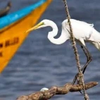 Great white egret perched by some fishing boats, Lake Victoria, Kenya.