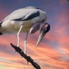 Marabou stork perched on a branch, Kenya.